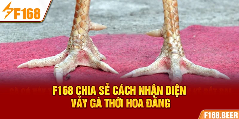 F168 chia sẻ cách nhận diện vảy gà Thới Hoa Đăng